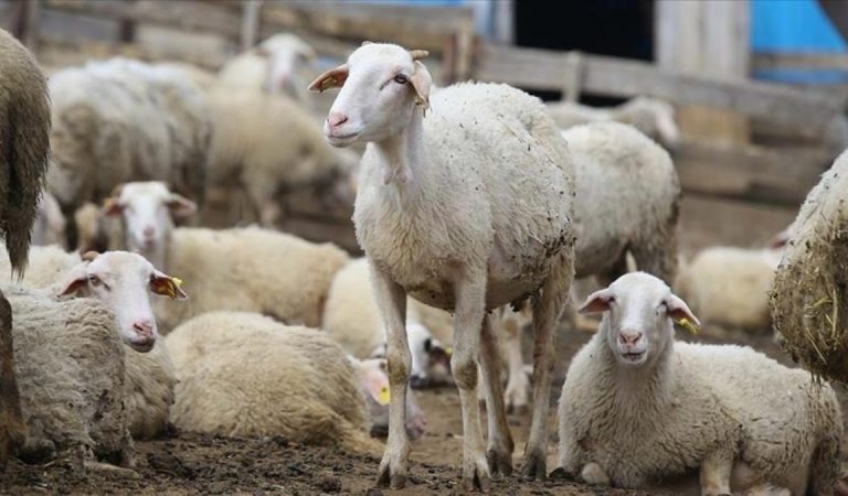 ‘Terörsüz Türkiye’ sürecinin hayvancılığa katkı sağlaması bekleniyor