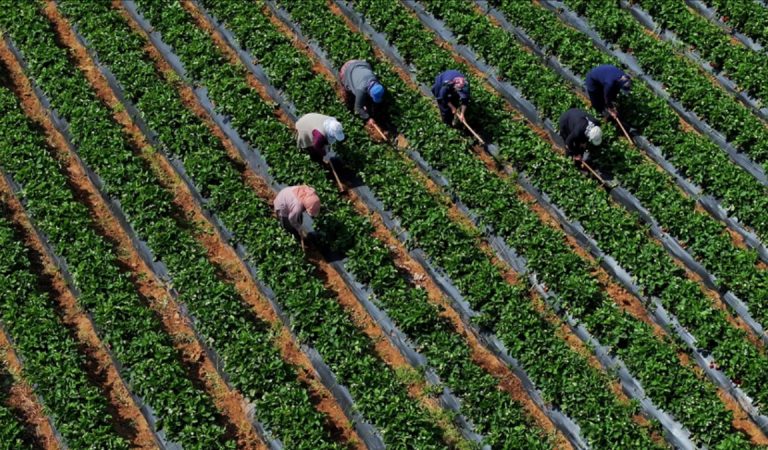 Ziraî girdi fiyat endeksi martta artışına devam etti